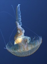 Luminous jellyfish (Pelagia noctiluca) floats in the deep blue ocean with elegant tentacles. Dive