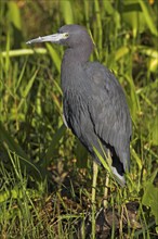 Great Blue Heron, (Egretta caerulea), Anhinga Trail, Everglades NP, Everglades NP, Florida, USA,