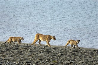 Cougar (Felis concolor patagonica) wbl. Torres del Paine NP, Chile, Torres del Paine NP, South