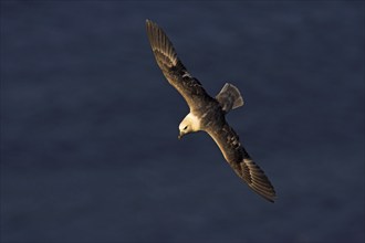 Fulmar, (Fulmarus glacialis), Heligoland, island of Heligoland, Schleswig-Holstein, Federal