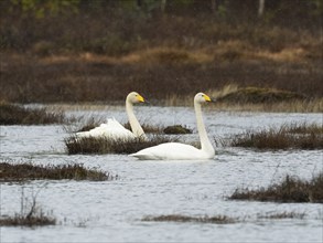 Whooper Swan (Cygnus cygnus) adult pair, swimming on lake, with falling sleet, May, Finnish Lapland