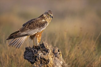 Marsh harrier (Circus aeruginosus) medium-sized bird of prey, male, hunting in reeds, looking for