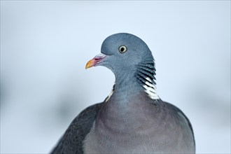 Wood pigeon (Columba palumbus), portrait, in the snow, winter feeding, Oberhausen, Ruhr area, North