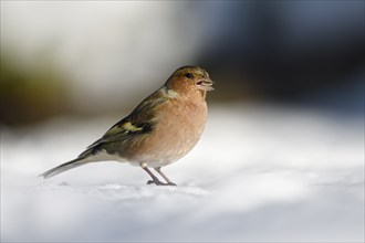 Chaffinch (Fringilla coelebs), male, in the snow, winter feeding, Oberhausen, Ruhr area, North