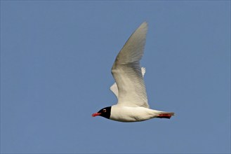 Herring Gull, (Larus melanocephalu), Apulia, Italy, Europe