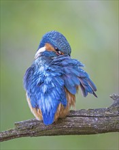 Kingfisher (Alcedo atthis) female on branch, hunting, grooming, feather care, preening, looking for