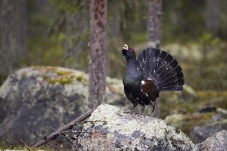 Scandinavia, Sweden, capercaillie in summer (Tetrao urugallus), Vesterberget, Hamra, Sweden, Europe