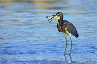 Tricolored heron (Egretta tricolor), foraging, Little Estero Lagoon, Sanibel Island, Florida, USA,