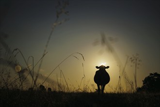 Cow grazing in a meadow near Born am Darß shortly after sunrise. Born, 01.08.2024