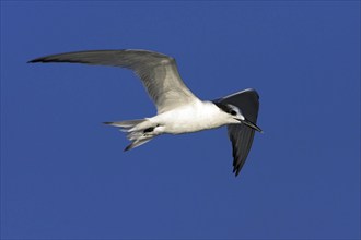 Sandwich tern (Sterna sandvicensis), Bowman's Beach, Sanibel Island, Florida, USA, North America