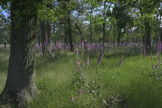 Common foxglove (Digitalis purpurea) in deciduous forest, Lower Rhine, North Rhine-Westphalia,