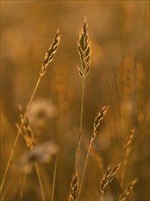 Grass stalks with flowering heads, photographed against the light, in late evening warm sunny