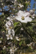 Close-up of white and pink Malus domestica, Apple tree flower blossoms in spring, Quebec, Canada,