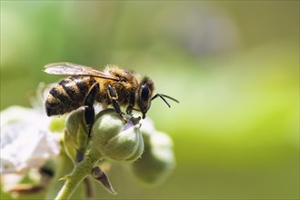 European Honey Bee, Apis mellifera, bee on blackberry flowers