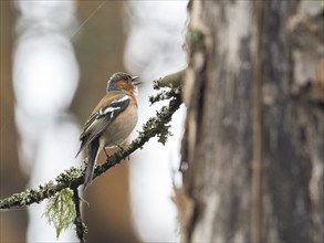 Common Chaffinch (Fringilla coelebs), singing fom a lichen covered branch, May, North Sweden