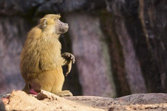 Guinea baboon (Papio papio) sitting on the ground, Bavaria, Germany Europe