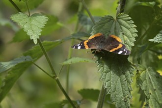 Red admiral butterfly (Vanessa atalanta) adult insect resting on a Stinging nettle leaf, Suffolk,