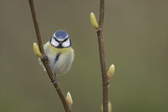 Blue tit (Cyanistes Caeruleus) adult bird in a garden Magnolia tree in the springtime, Suffolk,