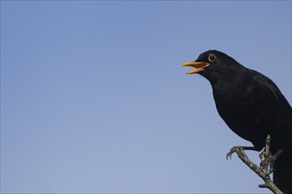 Eurasian blackbird (Turdus merula) adult male bird singing from a tree, Suffolk, England, United