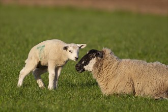 Domestic sheep (Ovis aries) adult ewe farm animal and juvenile baby lamb in a grass field, England,