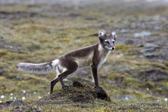 Arctic fox, (Alopex lagopus), summer fur, biotope, foraging Svalbard Spitsbergen, Norway, Europe