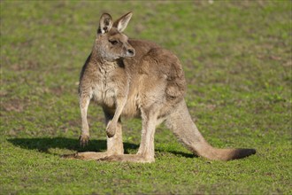 Giant kangaroo (Macropus fuliginosus) stands in a meadow and looks attentively, Germany, Europe