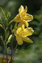 Yellow lily flowers (Liliaceae), Bavaria, Germany, Europe