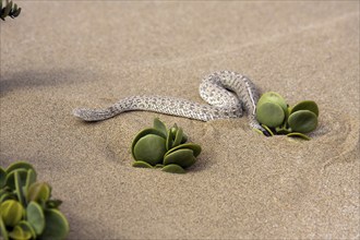 Dwarf puff adder, (Bitis peringueyi), in the dunes of Swakopmund, Namibia, Africa, Swakopmund,