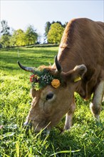 Cow decorated with flowers, cattle drive, Münstertal, Southern Black Forest, Black Forest,