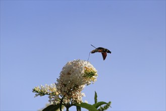 Dove tail (Macroglossum stellatarum), September, Saxony, Germany, Europe