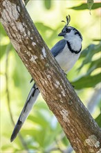 White-throated Magpie-Jay(Cyanocorax formosus) on branch, Costa Rica, Central America