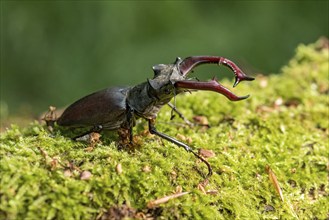 Stag beetle (Lucanus cervus), horned beetle, fire beetle, male with large mandibles, upper jaw,