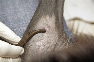 Leech (Hirudo medicinalis), dog being treated with leeches, vet