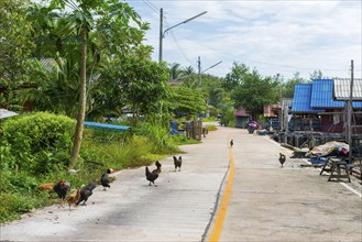 Street scene with chickens on Koh Yai Noi, chickens, free, wild, free running, street, empty,