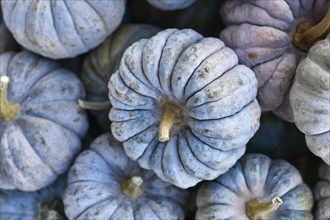 Top view of real pastel blue 'Black Futsu' pumpkins for sale at market