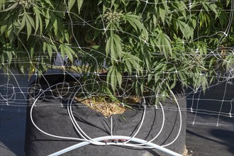 Paw Paw, Michigan, Irrigation tubes for one plant at Grasshopper Farms, a large outdoor cannabis