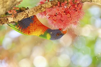 Rainbow lorikeet eating flowers of a sub-tropical rainforest tree Syzygium moorei or Coolamon tree