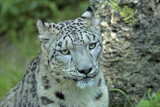 Snow leopard (Panthera uncia), captive