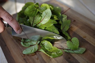 Southern German cuisine, preparation of sorrel soup with char, blood sorrel (Rumex sanguineus),