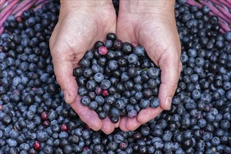 Fruit of the european blueberry (Vaccinium myrtillus), blueberry, harvest, Oldenburger