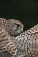 Common kestrel (Falco tinnunculus) adult bird preening its tail feathers, England, United Kingdom,