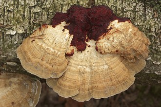 Reddening Tramete or Reddening Leaf Whorl (Daedaleopsis confragosa), North Rhine-Westphalia,