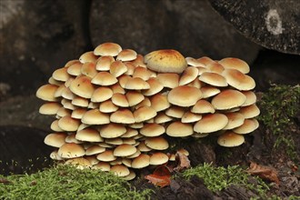 Sulphur tuft (Hypholoma fasciculare), North Rhine-Westphalia, Germany, Europe