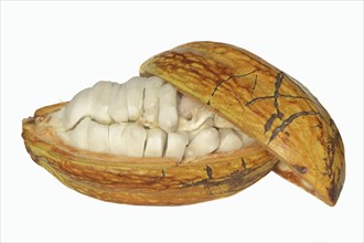 Cocoa tree (Theobroma cacao), halved cocoa fruit with pulp