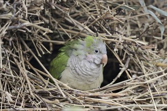 Monk parakeet (Myiopsitta monachus) in nest, captive, occurrence in South America