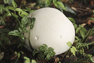 Giant puffball (Langermannia gigantea, Calvatia gigantea), North Rhine-Westphalia, Germany, Europe