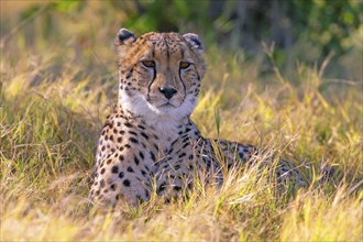 Africa, Botswana, cheetah, Acinonyx jubatus, Botswana, Botswana, Africa