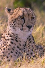 Africa, Botswana, cheetah, Acinonyx jubatus, Botswana, Botswana, Africa