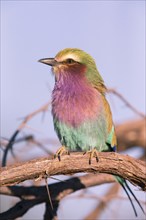 Africa, Botswana, Fork-tailed Roller, Coracias caudatus, Botswana, Africa