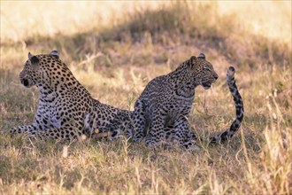 Leopard, Panthera pardus, Botsuana, Botsuana, Botsuana